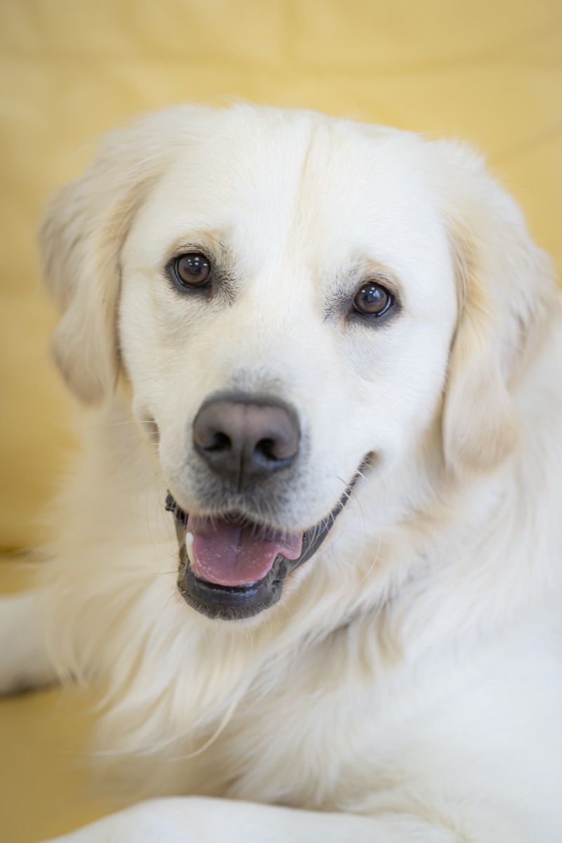 Floyd – Firmenhund